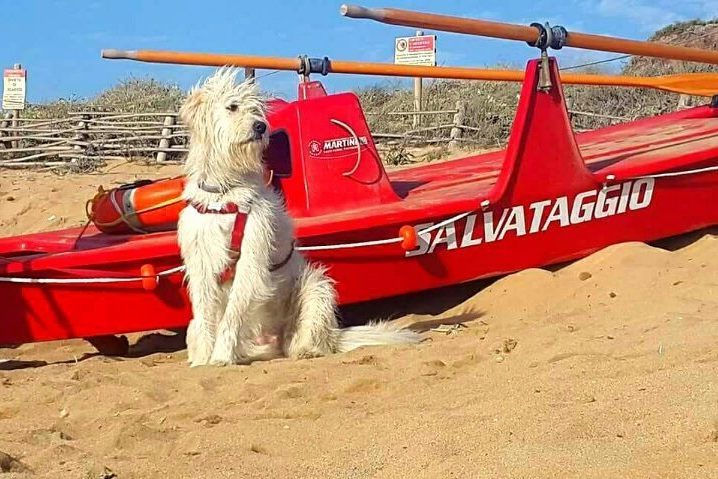 Salvataggio nautico unità cinofila sardegna