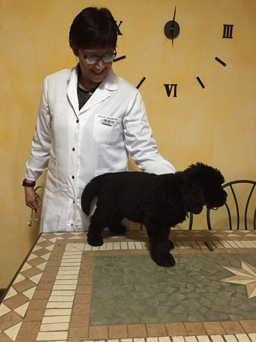 Elisabetta Macchi, primo soccorso veterinario - Associazione Dei dell'acqua onlus