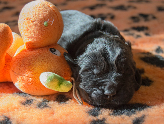 cuccioli free spirit of newfoundland