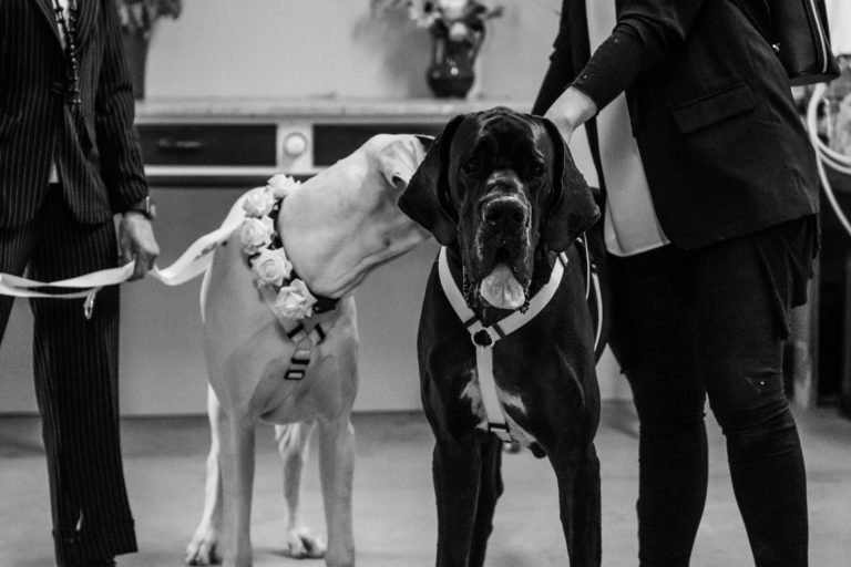 Dog Special Guest _ 2 alani ad un matrimonio