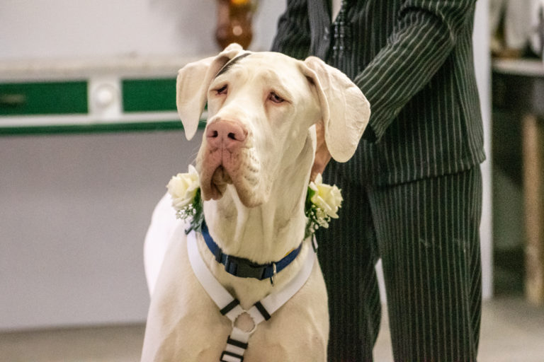 Dog Special Guest _ 2 alani ad un matrimonio