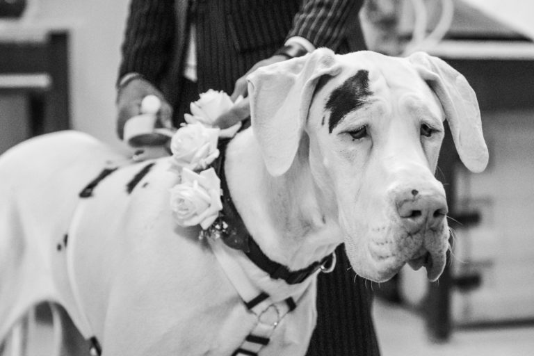 Dog Special Guest _ 2 alani ad un matrimonio
