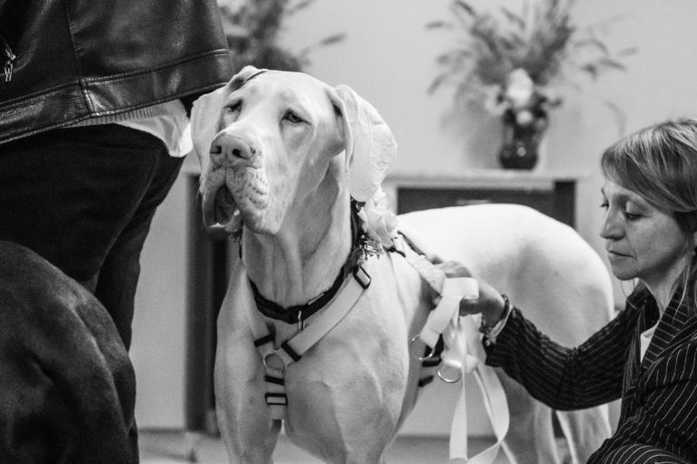 Dog Special Guest _ 2 alani ad un matrimonio