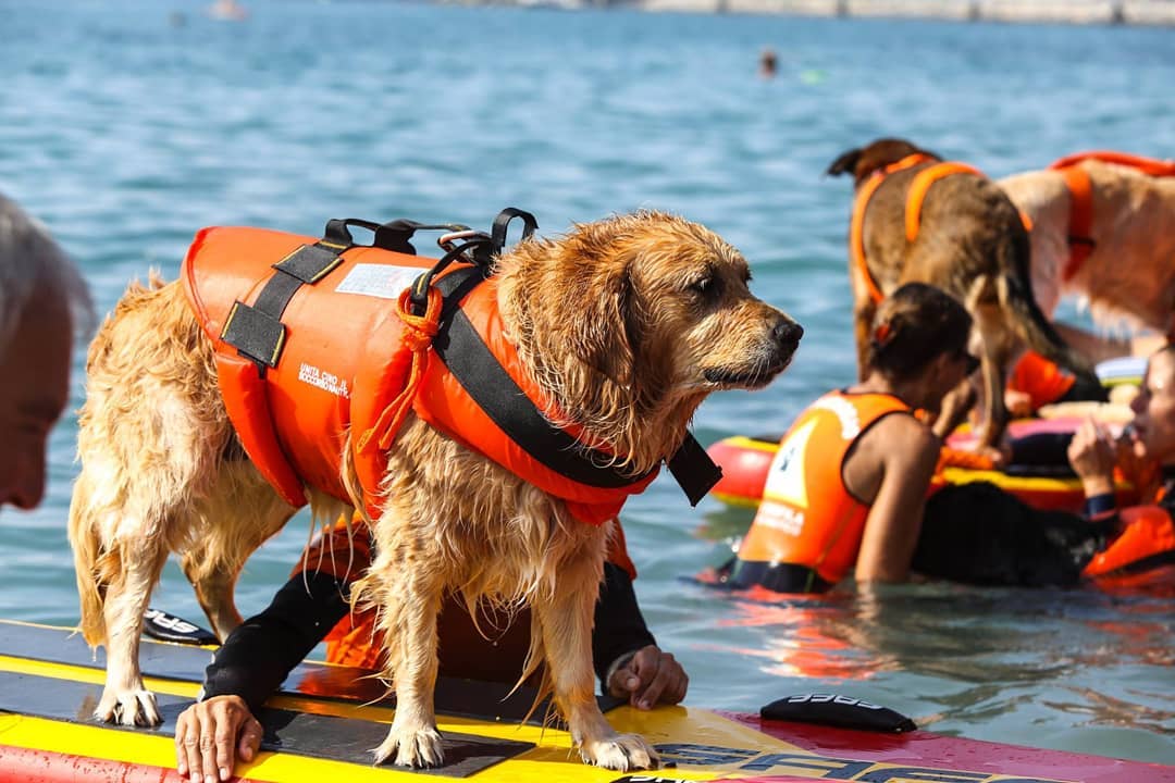 Safe Sup Rescue