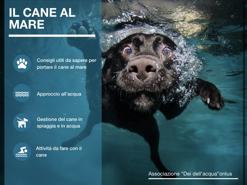 approccio all'acqua- acquaticità del cane