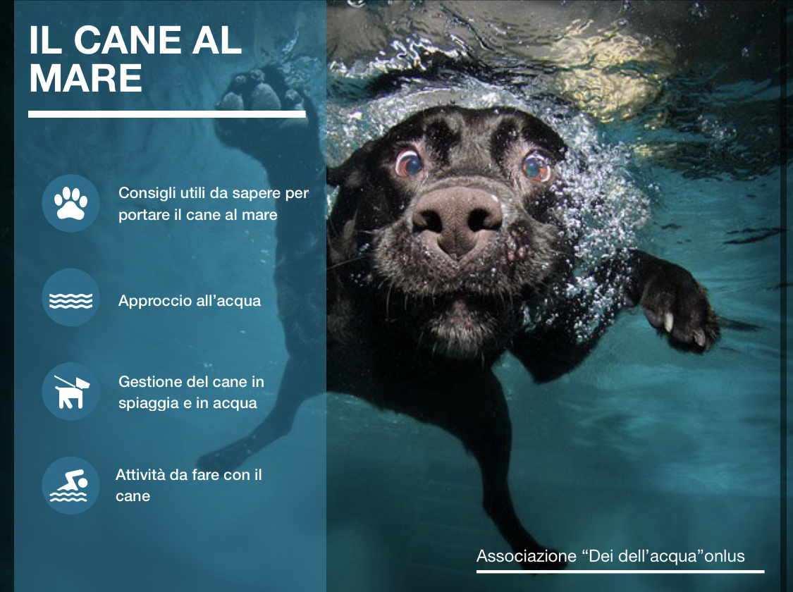 approccio all'acqua- acquaticità del cane